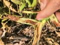Gall midge larvae shown tunneling through stems of soybean plants in infested fields. (Progressive Farmer image by Justin McMechan, University of Nebraska)